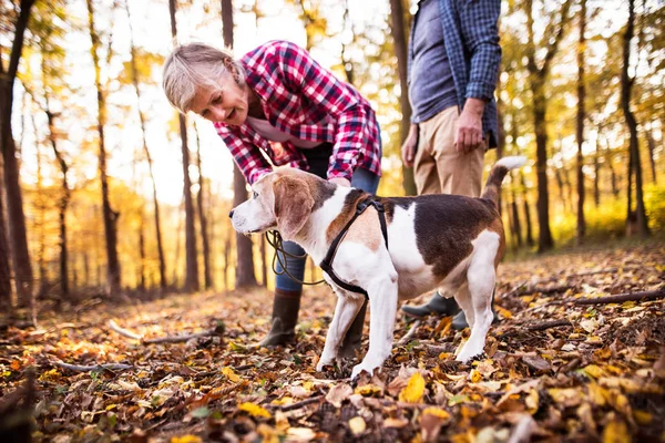 Senior pareja con perro en un paseo en un bosque de otoño . — Foto de Stock