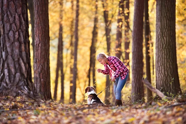 Femme âgée avec chien en promenade dans une forêt d'automne . — Photo