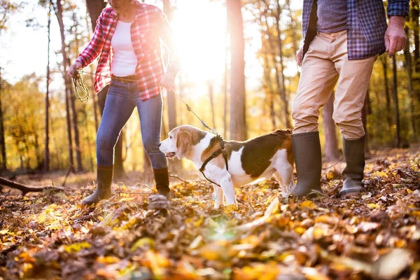 Couple sénior avec chien en promenade dans une forêt d'automne . — Photo