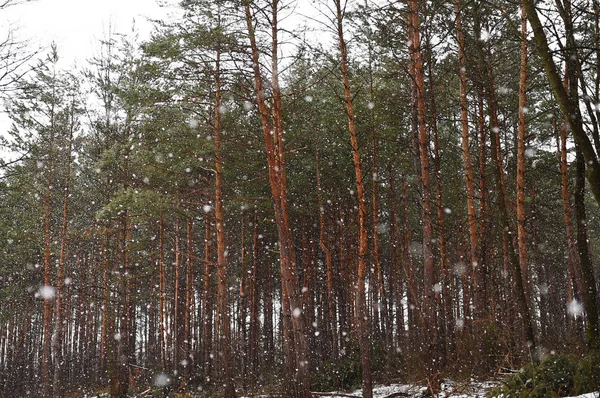 Conifere in inverno . — Foto Stock