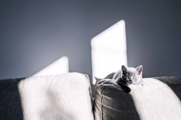Malé kotě sedí na pohovce. — Stock fotografie