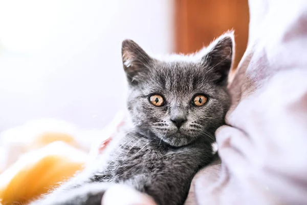 Mujer joven irreconocible con un gatito . —  Fotos de Stock