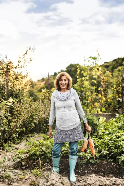 Senior woman gardening in the backyard garden. — Stock Photo, Image