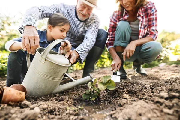 Coppia anziana con nipote giardinaggio nel giardino sul retro . — Foto Stock