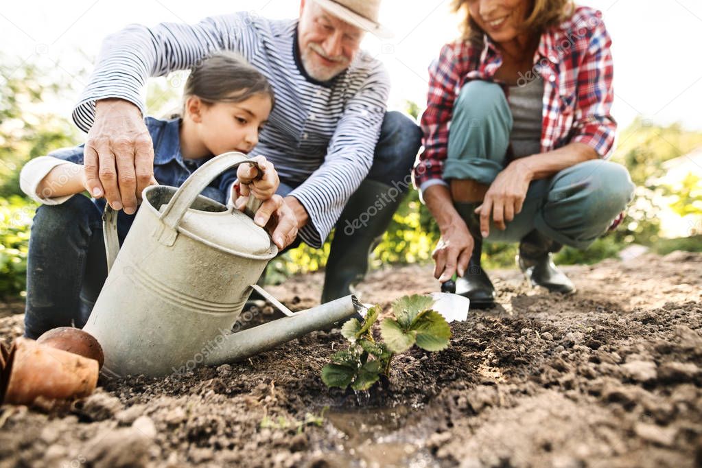 Senior couple with granddaughter gardening in the backyard garden.