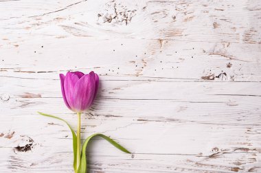 Beyaz ahşap zemin üzerinde Menekşe çiçek.