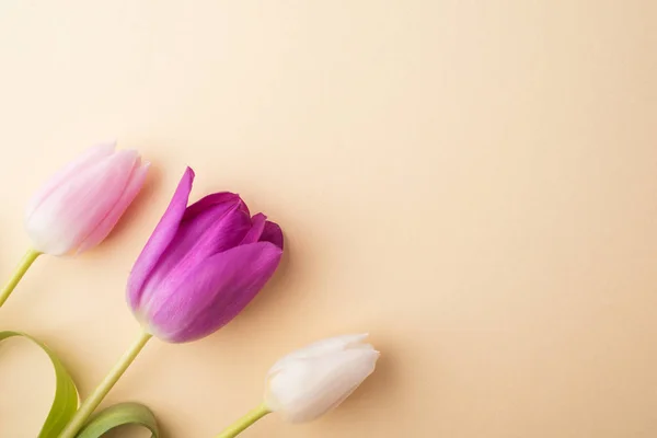 Flowers on a beige background. — Stock Photo, Image