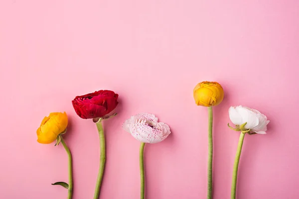 Colorful flowers on a pink background. — Stock Photo, Image