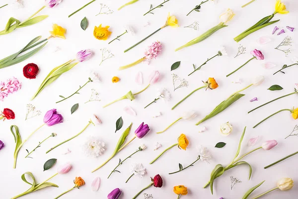 Bloemen op een witte achtergrond. — Stockfoto