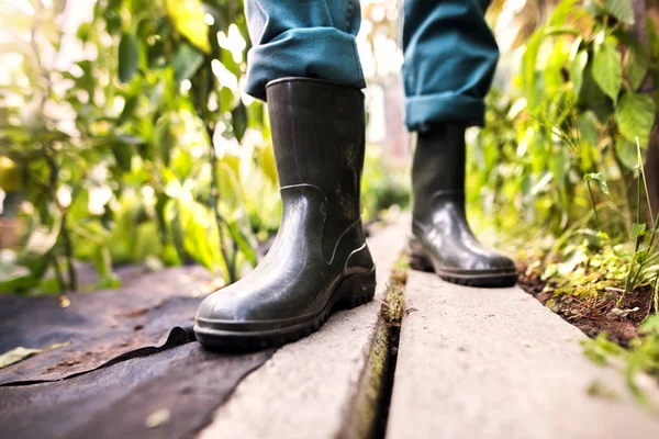 Jardinagem de homem sênior no jardim do quintal . — Fotografia de Stock