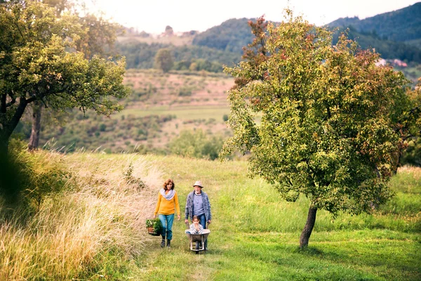 Couple aîné avec petite-fille jardinage dans le jardin arrière-cour . — Photo