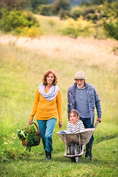 Couple aîné avec petite-fille jardinage dans le jardin arrière-cour . — Photo