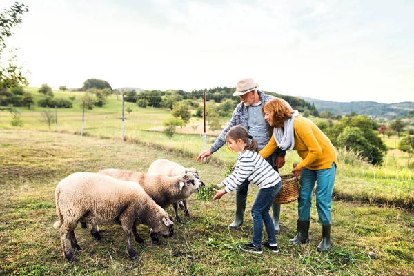 Pareja mayor con nieta alimentando ovejas en la granja . —  Fotos de Stock