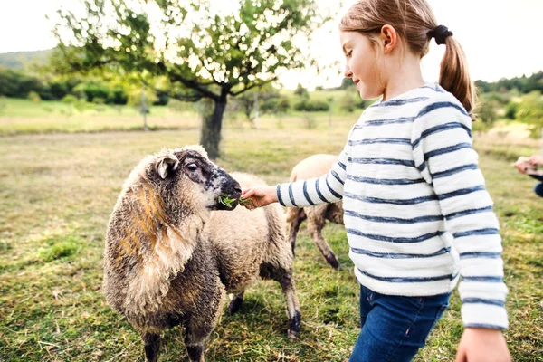 En liten flicka som utfodring fåren på gården. — Stockfoto