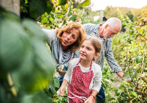 Senior couple with granddaughter gardening in the backyard garden. — Stock Photo, Image