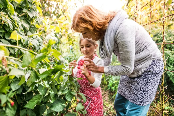 Mujer mayor con nieta jardinería en el jardín del patio trasero . — Foto de Stock