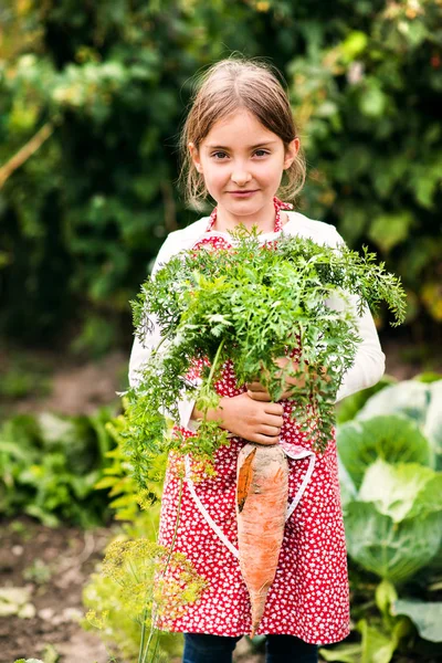 Seorang gadis kecil sedang memanen sayur-sayuran untuk jatah, memegang wortel besar . — Stok Foto