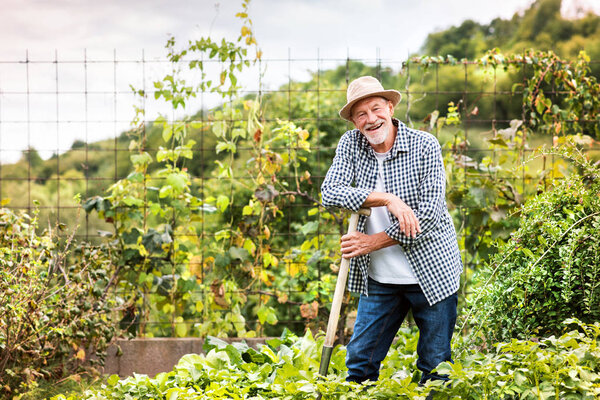 Senior man gardening in the backyard garden.