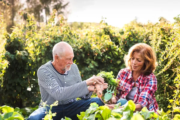 Senior couple jardinage dans le jardin arrière-cour . — Photo