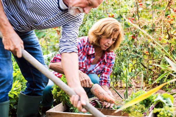 Senior paar tuinieren in de achtertuin-tuin. — Stockfoto