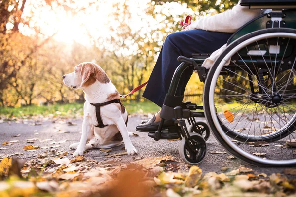 Una anciana en silla de ruedas con perro en otoño . — Foto de Stock