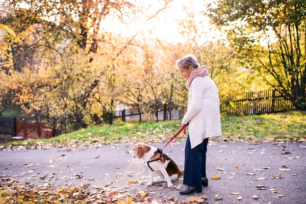 Una donna anziana con cane in passeggiata nella natura autunnale . — Foto Stock