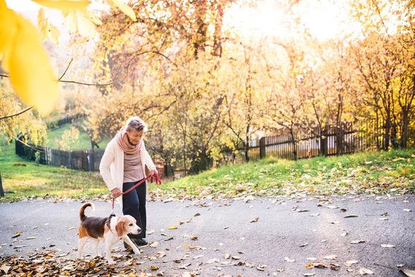 An elderly woman with dog on a walk in autumn nature. — Stock Photo, Image