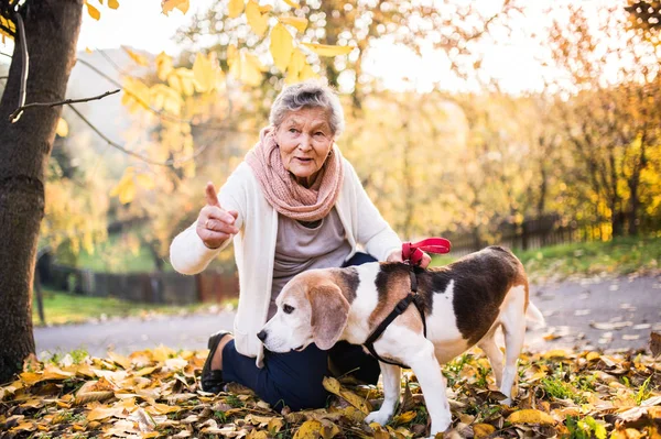 Une femme âgée avec chien en promenade dans la nature automnale . — Photo