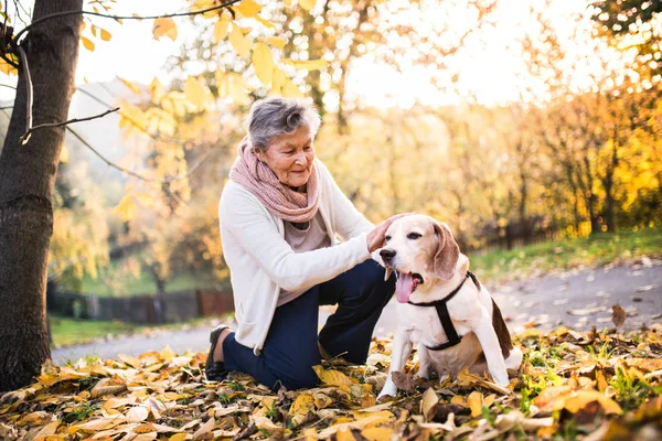 En äldre kvinna med hund på en promenad i höstens natur. — Stockfoto