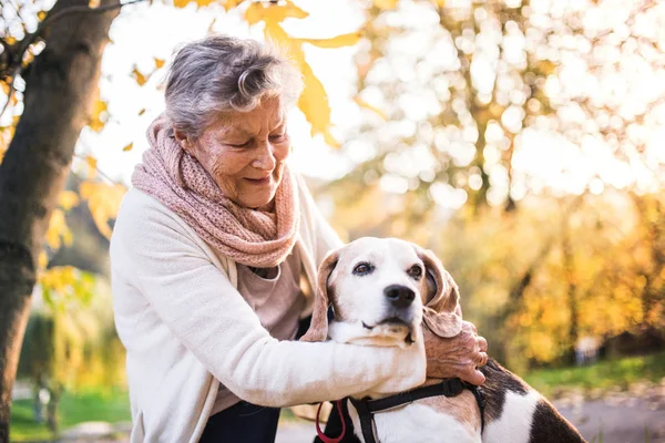Пожилая женщина с собакой на прогулке в осенней природе . — стоковое фото