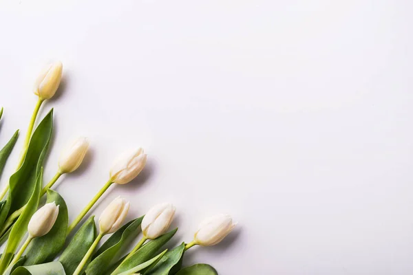 Flores sobre fondo blanco. Acostado. Copiar espacio . — Foto de Stock