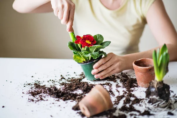 若い女性の家で花の苗を植える. — ストック写真