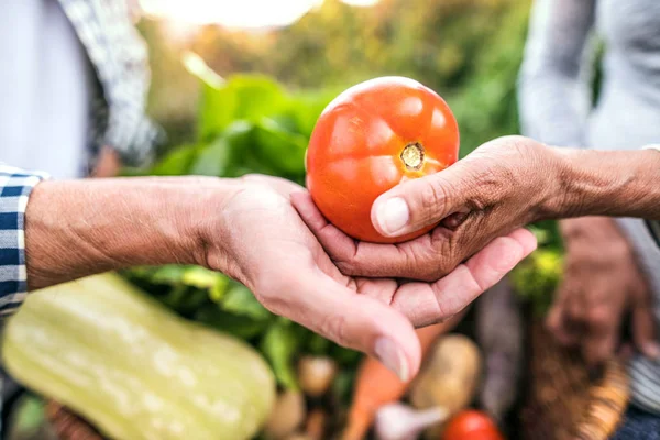 Jardinería de pareja mayor en el jardín del patio trasero . — Foto de Stock