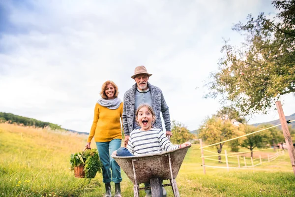 Senior couple with grandaughter gardening in the backyard garden. — Stock Photo, Image