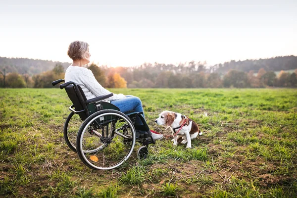 Een senior vrouw in rolstoel met hond in de herfst natuur. — Stockfoto