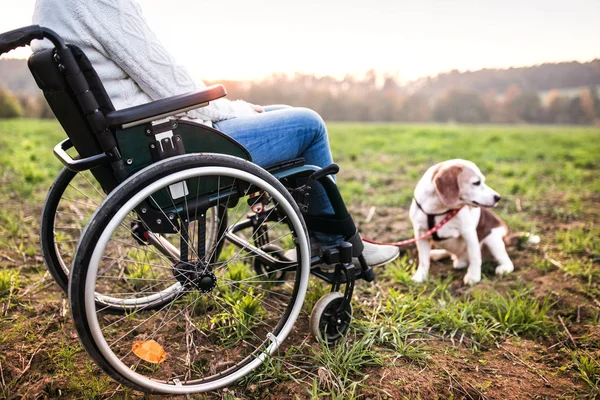 Senior kobieta na wózku inwalidzkim z psem w jesień natura. — Zdjęcie stockowe