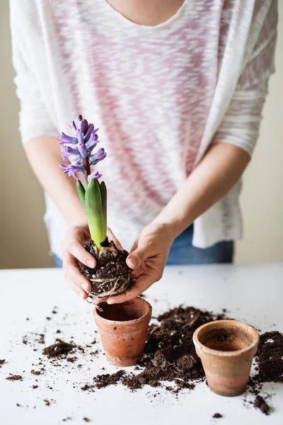 若い女性の家で花の苗を植える. — ストック写真