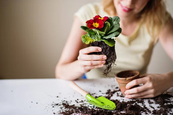 若い女性の家で花の苗を植える. — ストック写真