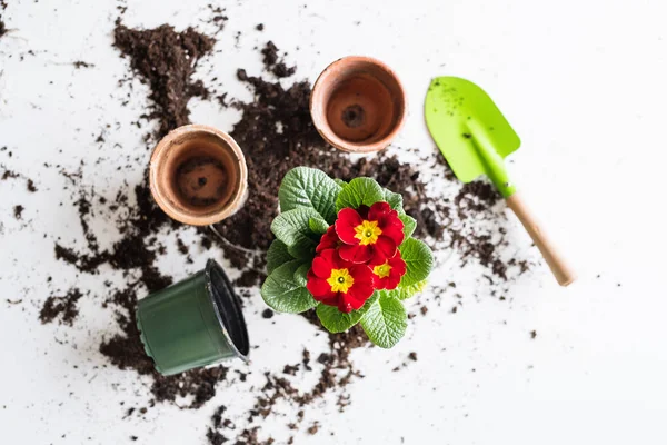 Spring and planting seedlings flat lay. Top view. — Stock Photo, Image