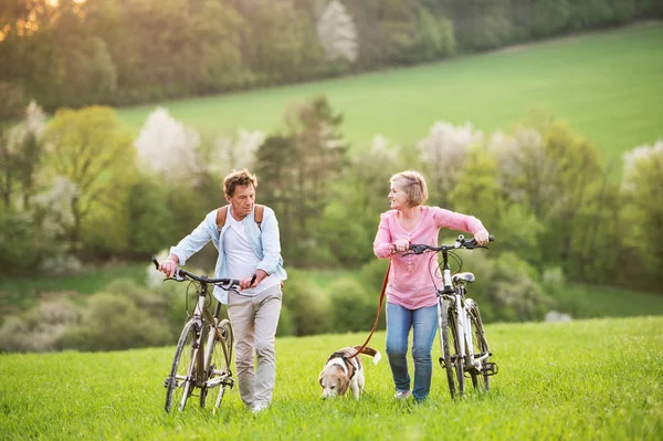 Beautiful senior couple with bicycles and dog outside in spring nature. — Stock Photo, Image