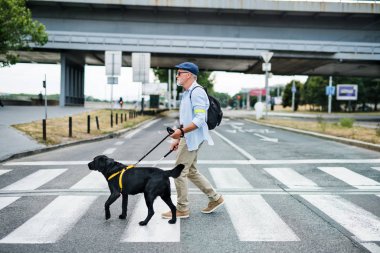 Rehber köpeği olan yaşlı kör adam şehirde yürüyor, karşıdan karşıya geçiyor..