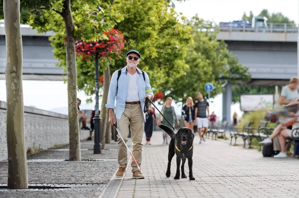 Blinder Senior mit Blindenhund geht in der Stadt im Freien spazieren. — Stockfoto