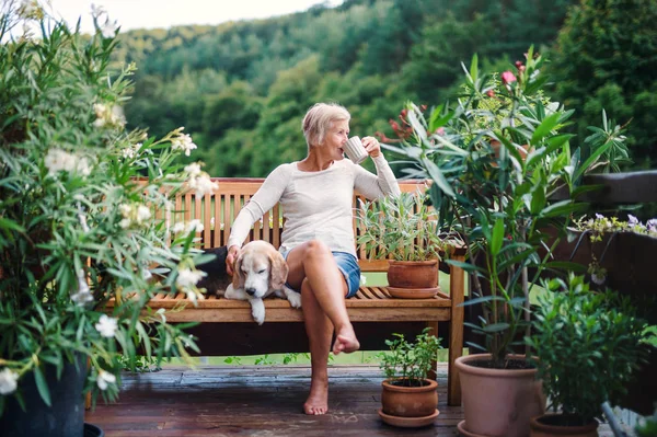 Літня жінка з собакою і кавою сидить на відкритому повітрі на терасі влітку . — стокове фото