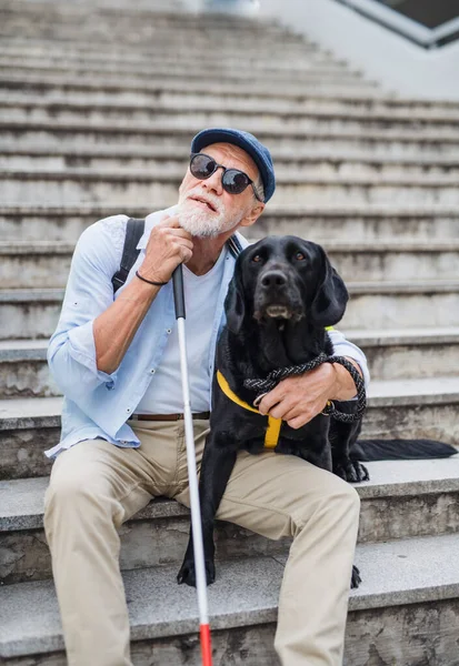 Front view of senior blind man with guide dog sitting the stairs in city. — Stock Photo, Image