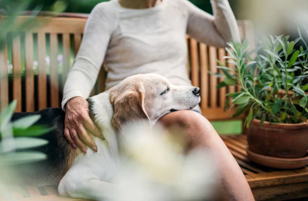Oigenkännlig senior kvinna med en hund som sitter utomhus på en terrass på sommaren. — Stockfoto