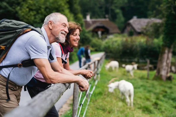 A senior pensioner couple hiking in nature, resting. Copy space. — Stock Photo, Image