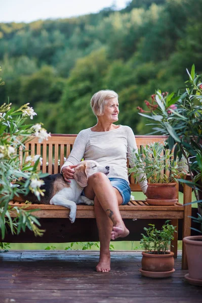 Uma mulher sênior com um cão sentado ao ar livre em um terraço no verão . — Fotografia de Stock