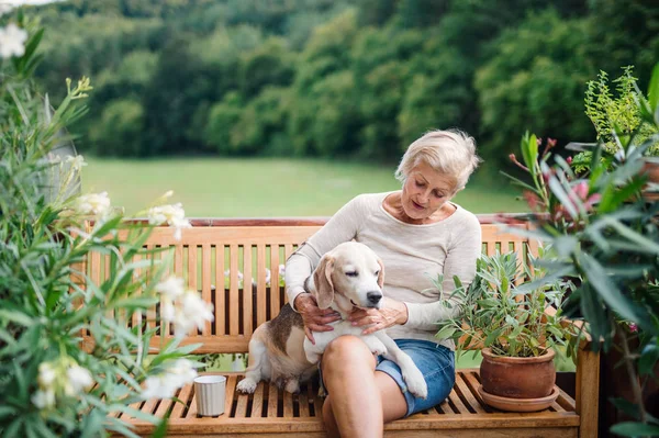 Una mujer mayor con un perro sentado al aire libre en una terraza en verano . — Foto de Stock