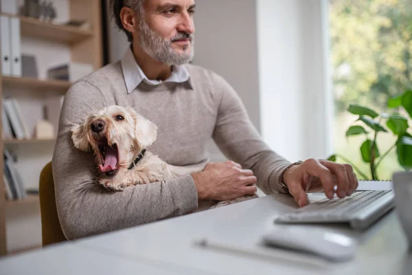 Homem de negócios maduro sentado na mesa com cão dentro de casa no escritório . — Fotografia de Stock