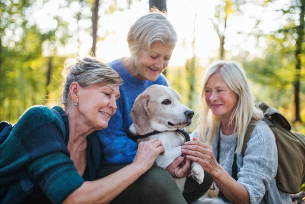 Seniorinnen gehen mit Hund im Wald spazieren. — Stockfoto